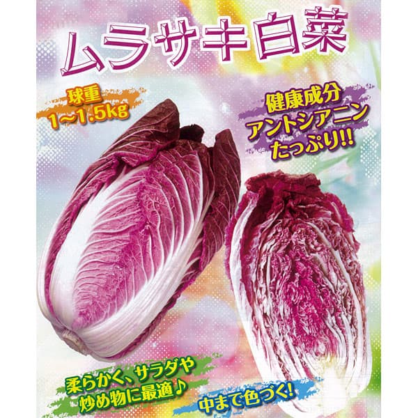 [送料無料][26年8月下旬予約]Ｆ1ムラサキ白菜苗3号ポット 24株セット