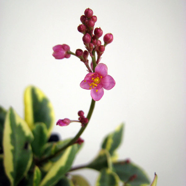 タリナム　斑入り（ハゼラン） 4号鉢植え
