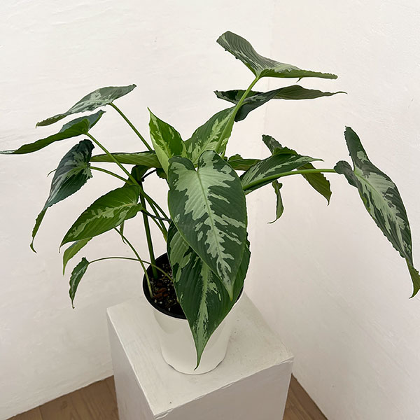 スキスマトグロッティス：プシラ　5号鉢植え