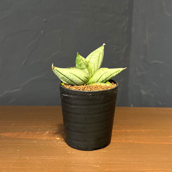 サンセベリア：ミーディー　2号鉢植え