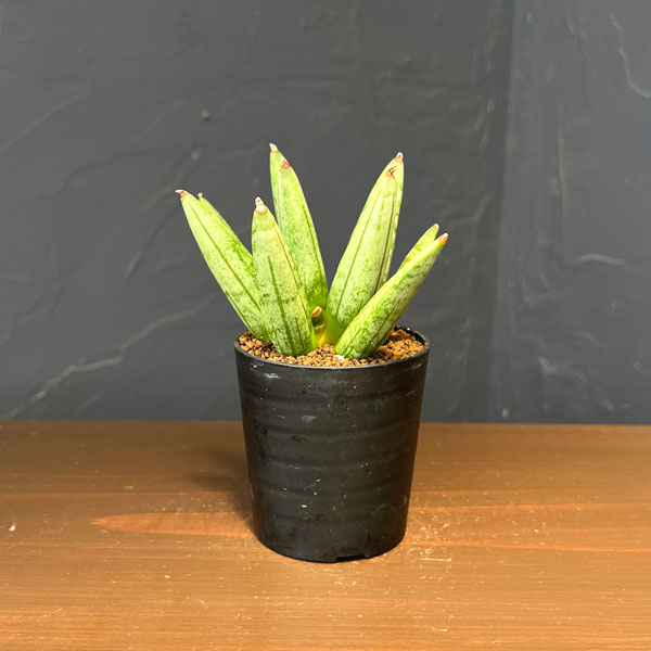 サンセベリア：ヘッジホッグ　2号鉢植え