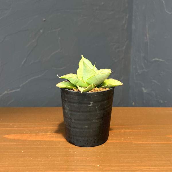 サンセベリア：シルバーローズ　2号鉢植え
