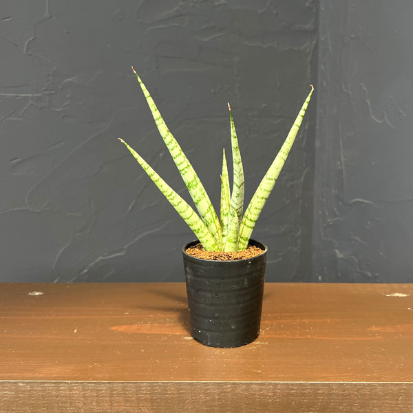 サンセベリア：シーザー　2号鉢植え