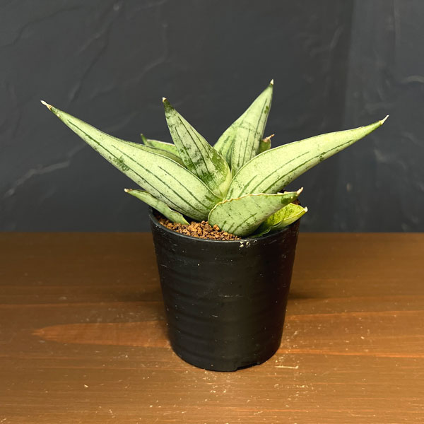 サンセベリア：ルーキー　2号鉢植え