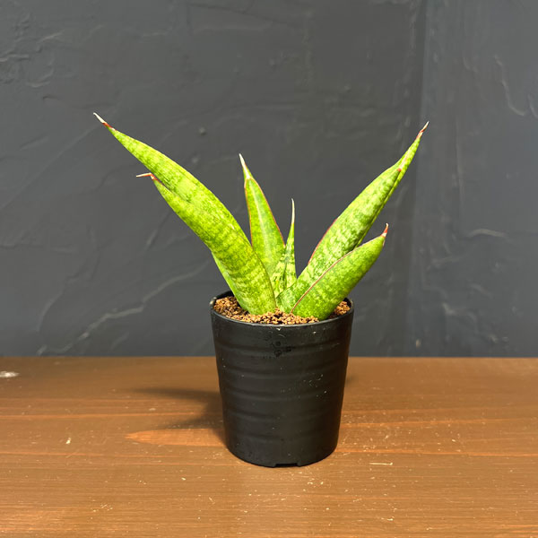 サンセベリア：アポロ　2号鉢植え