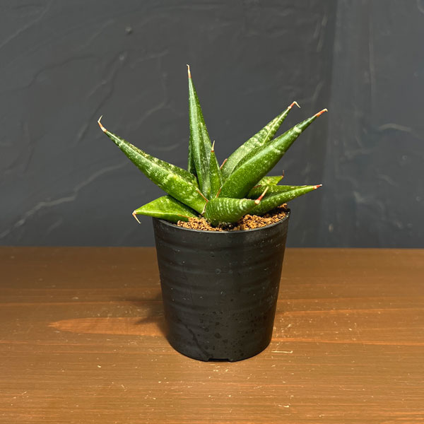 サンセベリア：ブラックダイヤモンド　2号鉢植え