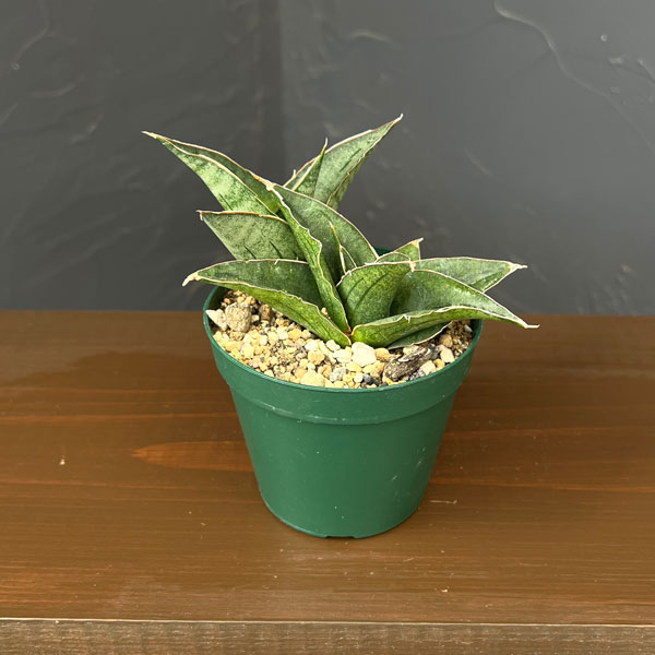 サンセベリア：ＡＯ７７　3号鉢植え*
