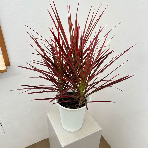 ドラセナ：コンシンネスカーレットアイビス 6号鉢植え
