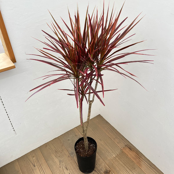 ドラセナ：コンシンネスカーレットアイビス　7号鉢植え*