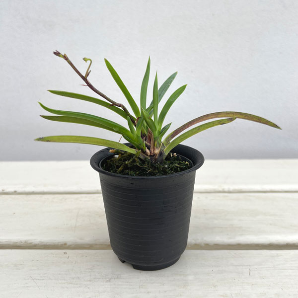 （わけあり特価）フウキラン（富貴蘭）：黄花2.5号鉢植え