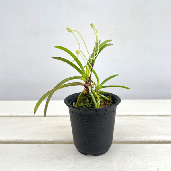 （わけあり特価）フウキラン（富貴蘭）：八重衣2.5号鉢植え