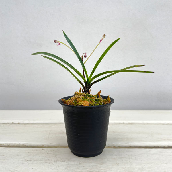 （わけあり特価）フウキラン（富貴蘭）：引佐紅2.5号鉢植え