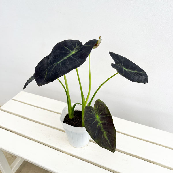 コロカシア：イラストリス4.5号ポット