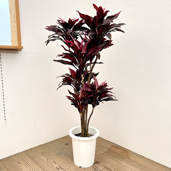 ドラセナ：sp　8号鉢植え