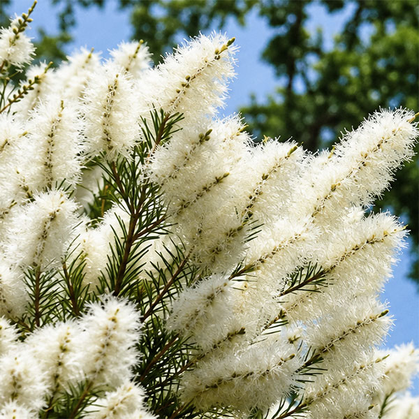 メラレウカ：メディカルティーツリー 7号鉢植え