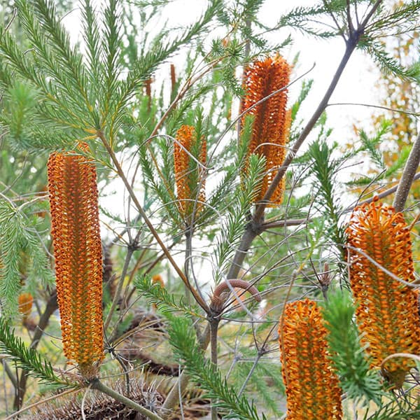 バンクシア：ヒースバンクシア（エリシフォリア）7号鉢植え