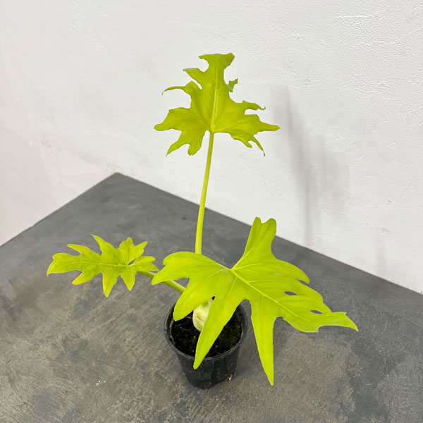 フィロデンドロン：ワルセビッチ　フラバムオーレア　3.5号鉢植え