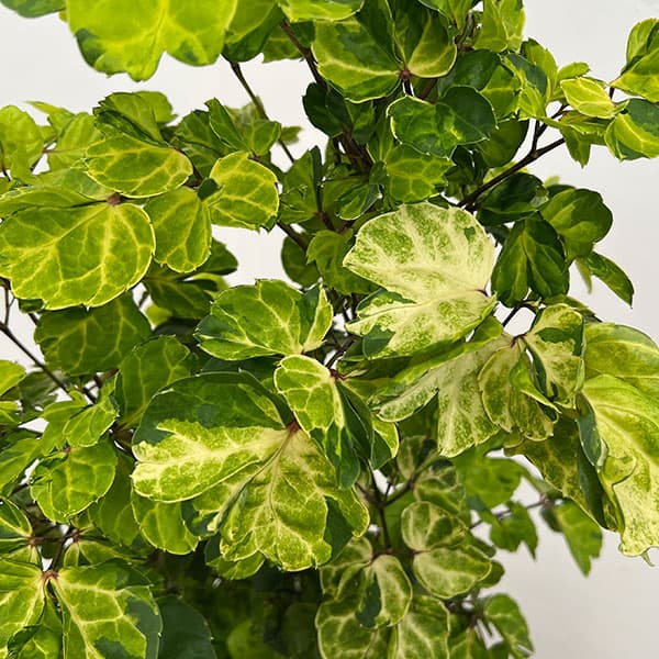 ポリシャス：マルギナータ　7号鉢植え