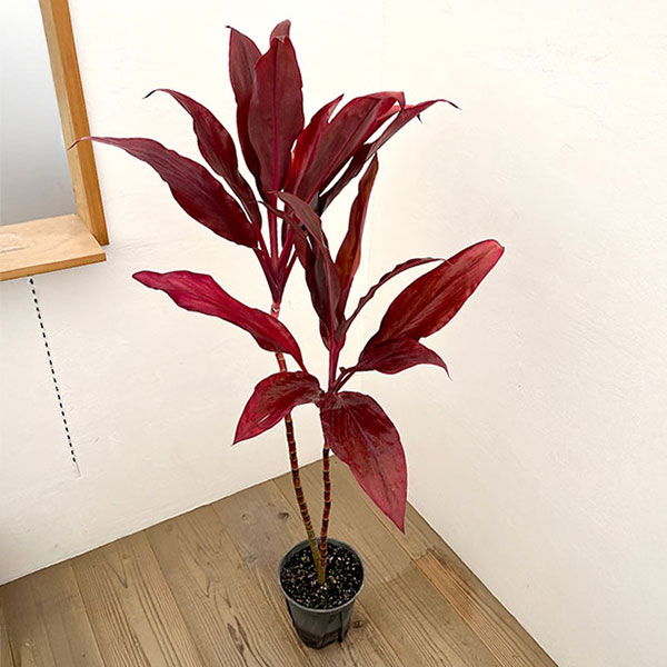 ドラセナ：ルビー　7号鉢植え