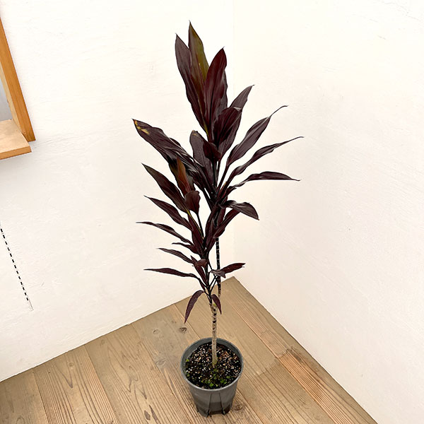 コルジリネ：カルバブラック　7号鉢植え