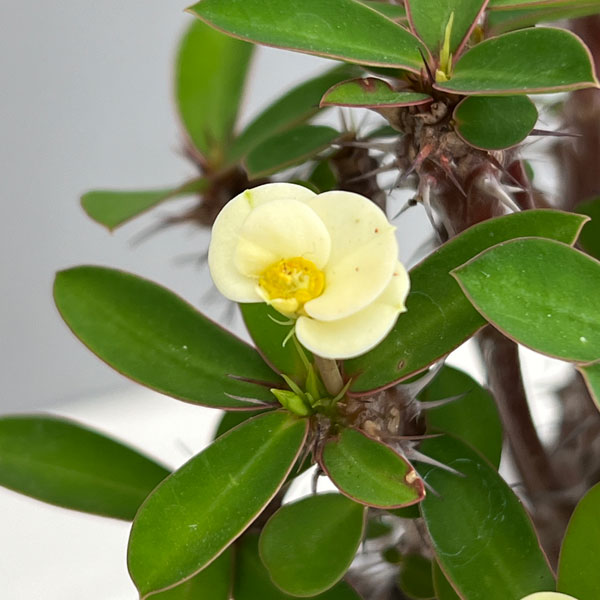 ハナキリン：ホワイト　4号鉢植え