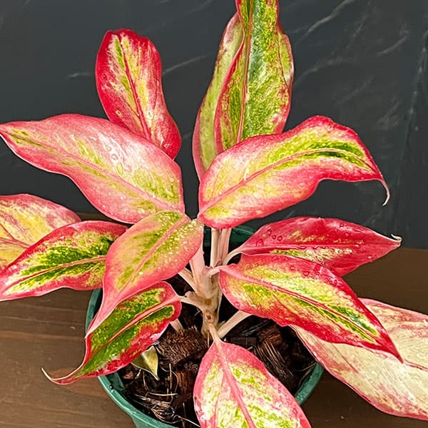 アグラオネマ：サイアム オレンジ　4号鉢植え