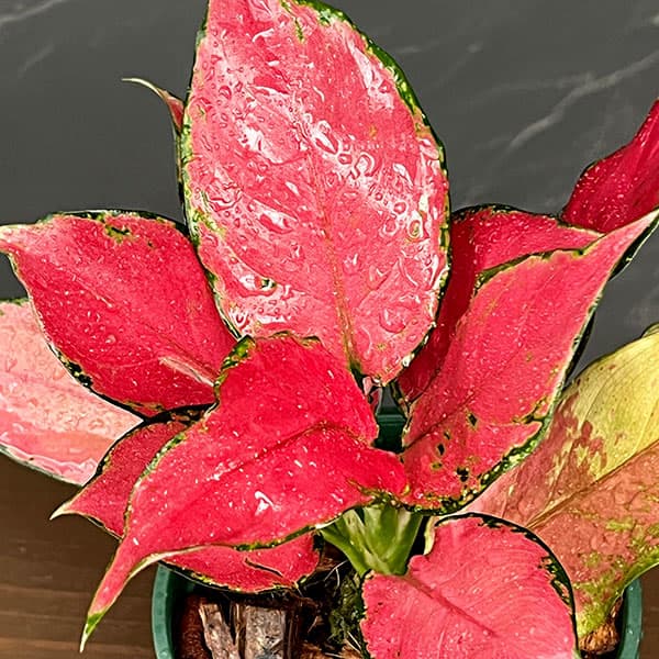 アグラオネマ：ルビーガルーダ　4号鉢植え