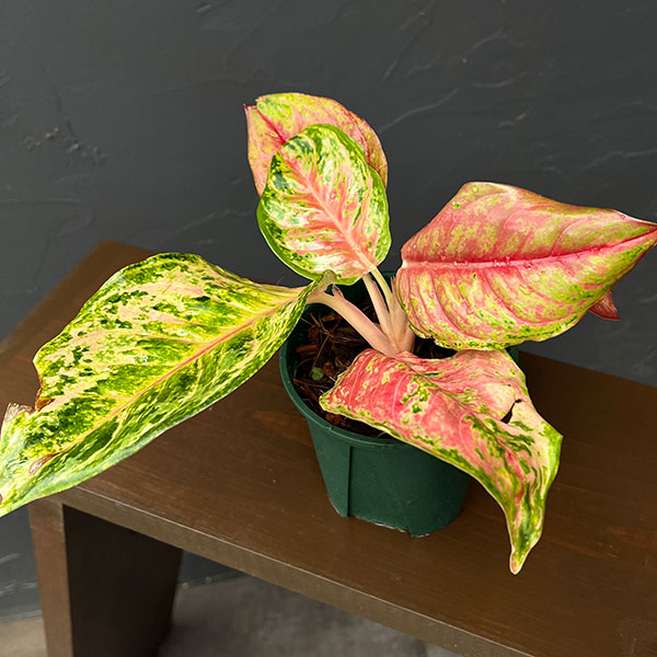 アグラオネマ：プラカイペット　4号鉢植え