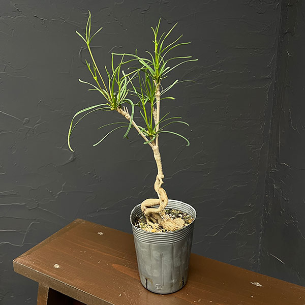 ユーフォルビア：ヘディオトイデス　3.5号鉢植え