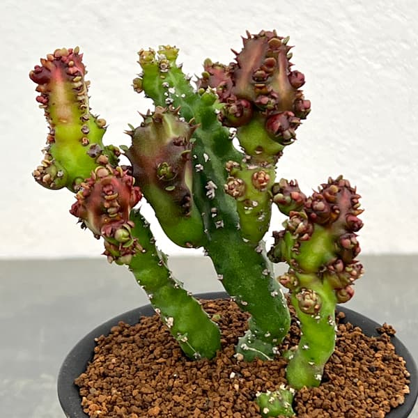 ユーフォルビア：エノプラモンスト　3号鉢植え