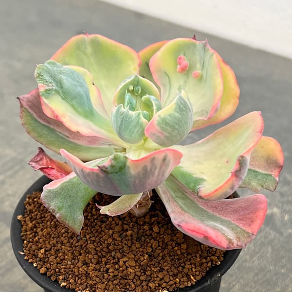エケベリア：ビヨンセ錦　3号鉢植え