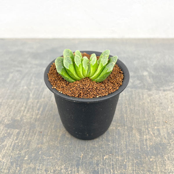 ハオルチア：グリーン玉扇　3号鉢植え