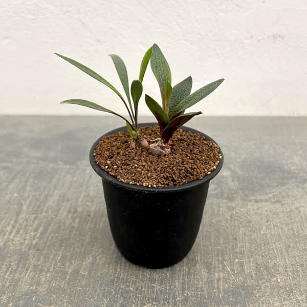 レデボウリア：ガルピニー　3号鉢植え