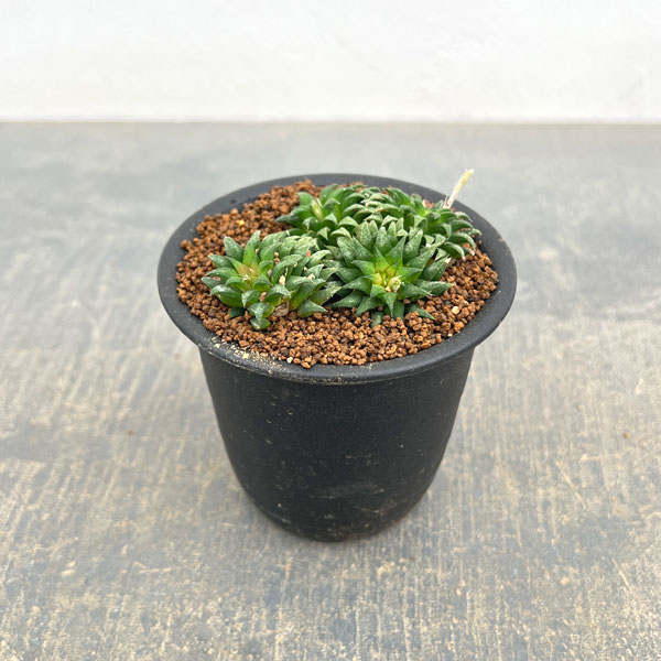 ハオルチア：パークシアナ　3号鉢植え