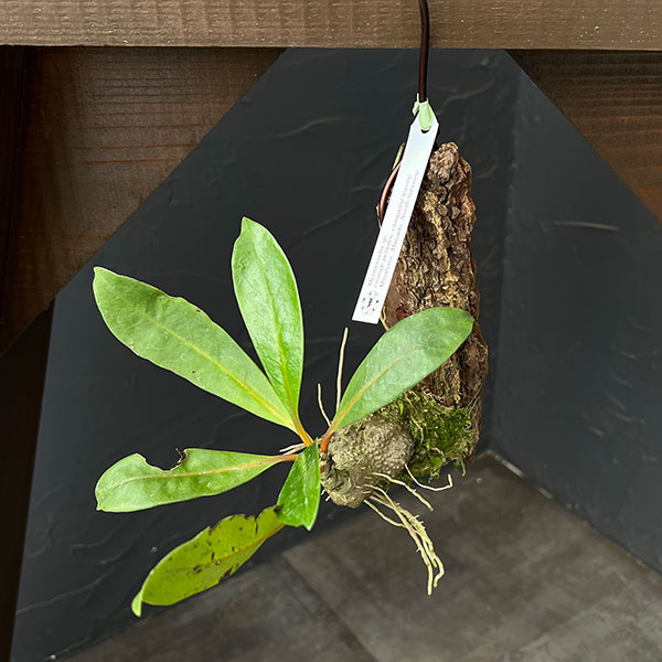ミルメコディア：sp.（orange petioles、elomgated leaves）　板付け