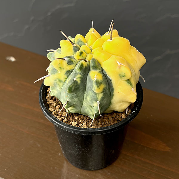 ギムノカリキウム：バッテリー錦(実生)　3号鉢植え26-02