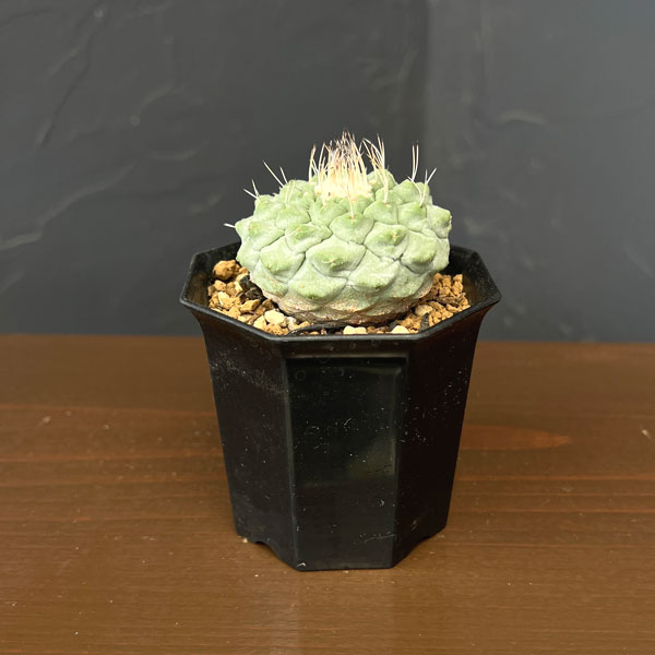 サボテン：ストロンボカクタス　菊水　2号鉢植え26-01