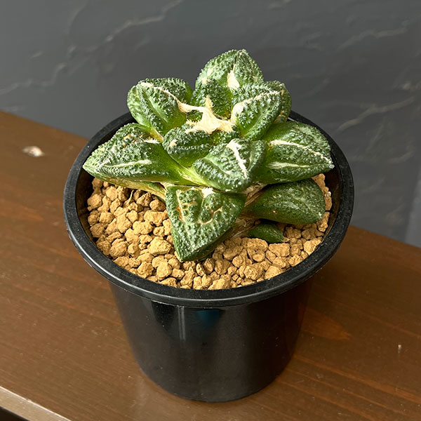 アリオカルプス：亀甲牡丹　ゴジラ（実生）　4号鉢植え