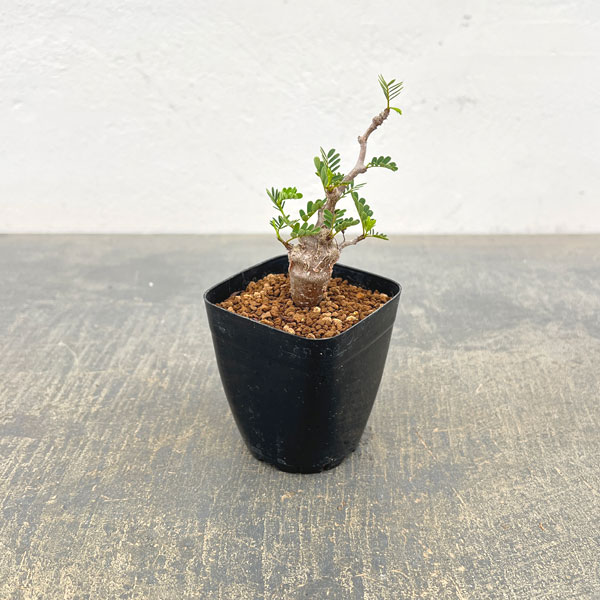 センナ：メリディオナリス（実生株）　2.5号鉢植え*