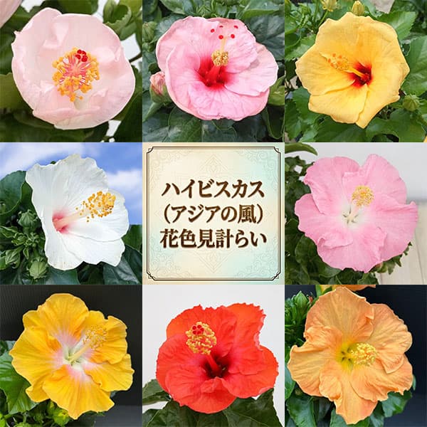 ハイビスカス（アジアの風）:花色見計らい 3.5号ポット 3株セット