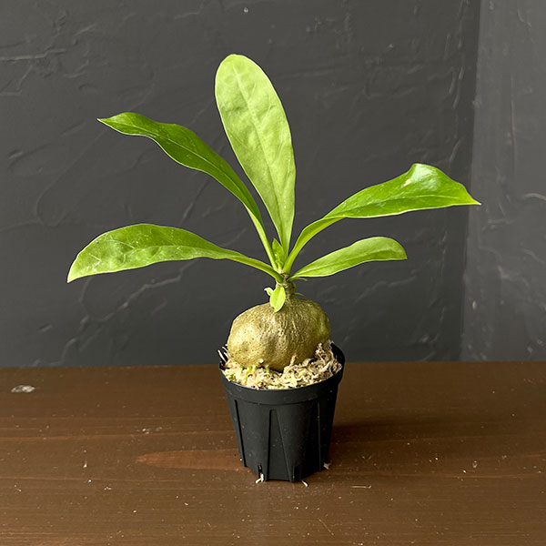 ミルメコディア：sp.（large leaves、soft tforn）　2号角鉢
