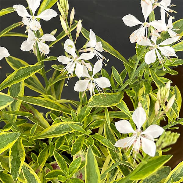 ガウラ（白蝶草）：白花斑入り3.5号ポット 6株セット