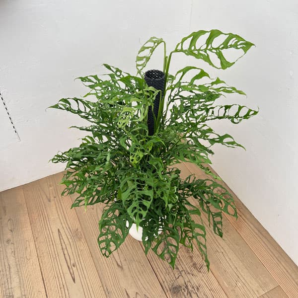 モンステラ：オブリクア　ペルー　8号鉢植え