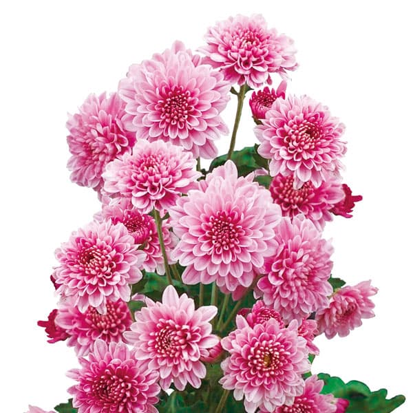 夏秋咲き電照菊（花付き菊苗）：夏ざくら4号ポット 2株セット