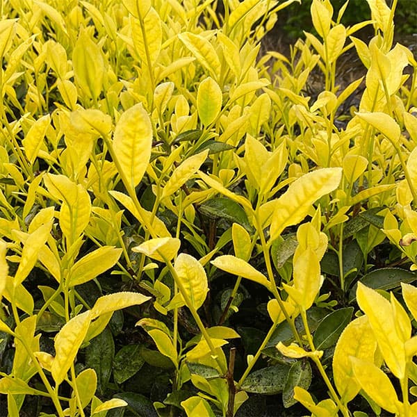 [26年10月中下旬予約]チャ（お茶の木）：中国如心黄金茶（ちゅうごくじょしんおうごんちゃ）3.5号ポット