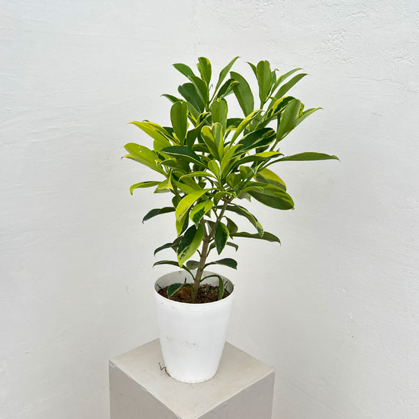 ファグラエア：ベルテロアナ（斑入り）6号鉢植え