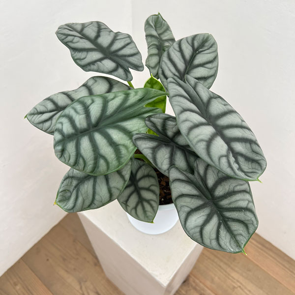 アロカシア：シルバードラゴン　6号鉢植え