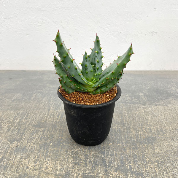 アロエ：アクレアータ　3号鉢植え