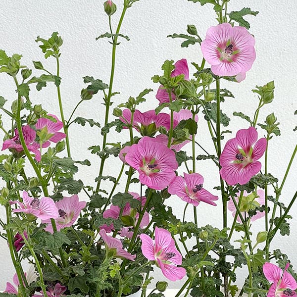 アニソドンテア： エレガンス　プリンセス3-3.5号ポット 3株セット
