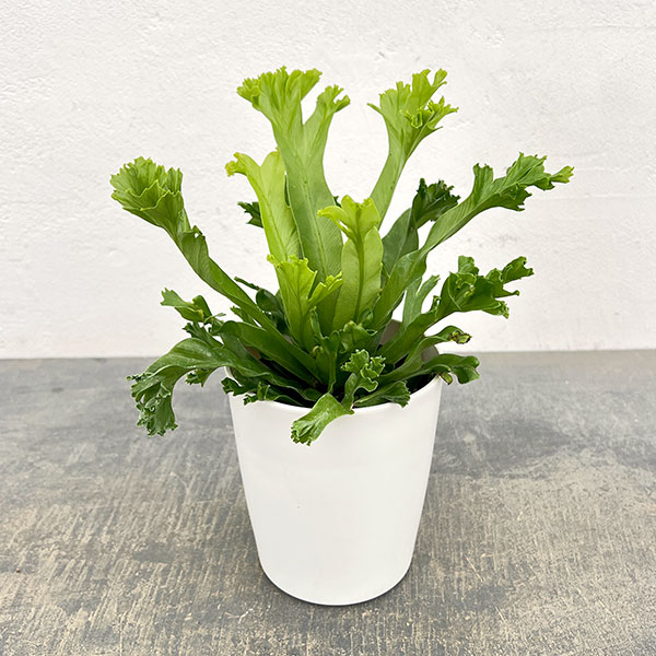 アスプレニウム（アビス）：レズリー　4号鉢植え